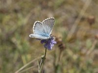 Polyommatus coridon 109, Bleek blauwtje, Saxifraga-Willem van Kruijsbergen