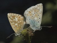 Polyommatus coridon 11, Bleek blauwtje, Saxifraga-Marijke Verhagen
