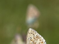 Polyommatus coridon 113, Bleek Blauwtje, Saxifraga-Luuk Vermeer
