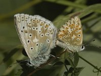 Polyommatus coridon 119, Bleek blauwtje, Saxifraga-Marijke Verhagen