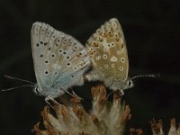 Polyommatus coridon 12, Bleek blauwtje, Saxifraga-Marijke Verhagen