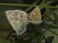 Polyommatus coridon 120, Bleek blauwtje, Saxifraga-Marijke Verhagen
