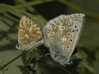 Polyommatus coridon 121, Bleek blauwtje, Saxifraga-Marijke Verhagen