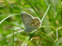 Polyommatus coridon 30, Bleek blauwtje, male, Vlinderstichting-Henk Bosma