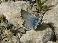 Polyommatus coridon 33, Bleek blauwtje, male, Saxifraga-Marijke Verhagen