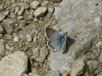 Polyommatus coridon 37, Bleek blauwtje, male, Saxifraga-Marijke Verhagen