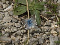 Polyommatus coridon 38, Bleek blauwtje, male, Saxifraga-Jan van der Straaten