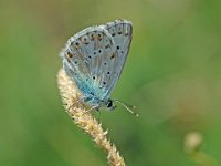 Polyommatus coridon 42, Bleek blauwtje, Vlinderstichting-Albert Vliegenthart