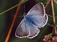 Bleek blauwtje 246_08A : Bleek blauwtje, Polyommatus coridon, Chalk-hill Blue, male