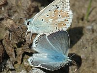 Polyommatus coridon 51, Bleek blauwtje, Saxifraga-Jan van der Straaten