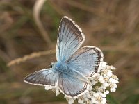 Polyommatus coridon 53, Bleek blauwtje, Vlinderstichting-Kars Veling