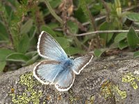 Polyommatus coridon 55, Bleek blauwtje, Vlinderstichting-Kars Veling