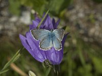 Polyommatus coridon 56, Bleek blauwtje, Saxifraga-Marijke Verhagen