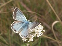 Polyommatus coridon 57, Bleek blauwtje, Vlinderstichting-Kars Veling