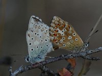Polyommatus coridon 58, Bleek blauwtje, Saxifraga-Arthur van Dijk