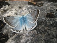 Polyommatus coridon 63, Bleek blauwtje, male, Saxifraga-Mireille de Heer