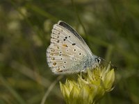 Polyommatus coridon 70, Bleek blauwtje, Saxifraga-Jan van der Straaten