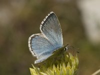 Polyommatus coridon 71, Bleek blauwtje, Saxifraga-Jan van der Straaten