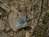 Polyommatus coridon 74, Bleek blauwtje, male, Saxifraga-Jan van der Straaten