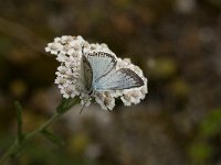Polyommatus coridon 77, Bleek blauwtje, male, Saxifraga-Jan van der Straaten