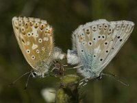 Polyommatus coridon 8, Bleek blauwtje, Saxifraga-Marijke Verhagen