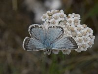 Polyommatus coridon 81, Bleek blauwtje, Saxifraga-Willem van Kruijsbergen