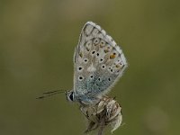 Polyommatus coridon 82, Bleek blauwtje, Saxifraga-Willem van Kruijsbergen