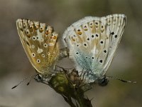 Polyommatus coridon 9, Bleek blauwtje, Saxifraga-Marijke Verhagen