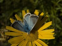 Polyommatus coridon 90, Bleek blauwtje, Saxifraga-Marijke Verhagen