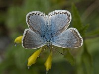Polyommatus coridon 94, Bleek blauwtje, Saxifraga-Willem van Kruijsbergen