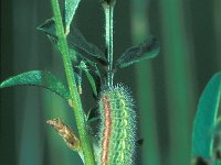 Polyommatus damon 1, Witstreepblauwtje, caterpillar, Saxifraga-FritsBink