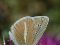 Polyommatus damon 20, Witstreepblauwtje, male, Saxifraga-Jan van der Straaten