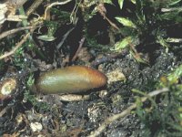 Polyommatus damon 28, Witstreepblauwtje, pupa, Saxifraga-Frits Bink