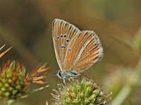 Polyommatus damon 33, Witstreepblauwtje, Vlinderstichting-Albert Vliegenthart