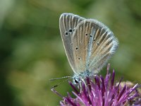 Polyommatus damon 35, Witstreepblauwtje, Saxifraga-Jan van der Straaten