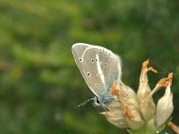 Polyommatus damon 38, Witstreepblauwtje, Vlinderstichting-Kars Veling