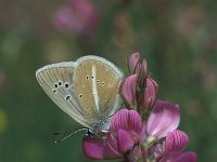 Polyommatus damon 39, Witstreepblauwtje, Vlinderstichting-Kars Veling