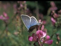 Polyommatus damon 41, Witstreepblauwtje, Vlinderstichting-Kars Veling