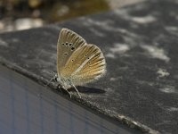 Polyommatus damon 47, Witstreepblauwtje, Saxifraga-Jan van der Straaten