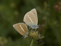 Polyommatus damon 54, Witstreepblauwtje, Saxifraga-Jan van der Straaten