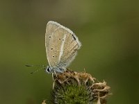 Polyommatus damon 55, Witstreepblauwtje, male, Saxifraga-Jan van der Straaten