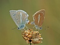 Polyommatus dolus ainsae 1, Westelijk vachtblauwtje, Vlinderstichting-Albert Vliegenthart