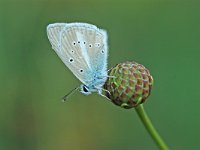 Polyommatus dolus ainsae 2, Westelijk vachtblauwtje, Vlinderstichting-Albert Vliegenthart