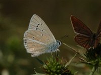 Polyommatus dolus vittatus 4, Westelijk vachtblauwtje, Vlinderstichting-Albert Vliegenthart