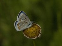 Polyommatus dorylas 10, Turkooisblauwtje, Saxifraga-Jan van der Straaten
