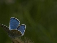 Polyommatus dorylas 13, Turkooisblauwtje, male, Saxifraga-Jan van der Straaten