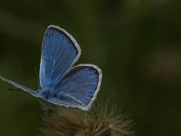 Polyommatus dorylas 14, Turkooisblauwtje, male, Saxifraga-Jan van der Straaten