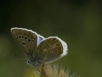 Polyommatus dorylas 8, Turkooisblauwtje, male, Saxifraga-Jan van der Straaten
