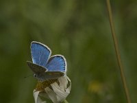 Polyommatus dorylas 9, Turkooisblauwtje, male, Saxifraga-Jan van der Straaten