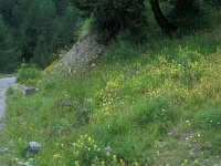 Polyommatus eros 1, Vlaggewikkeblauwtje, habitat, I, Aosta, Velan, Vlinderstichting-Kars Veling